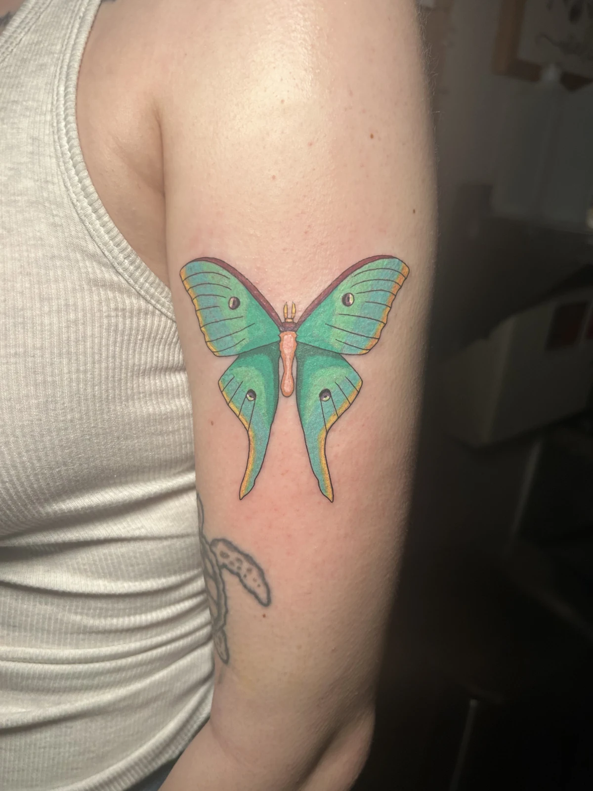 Fresh luna moth tattoo